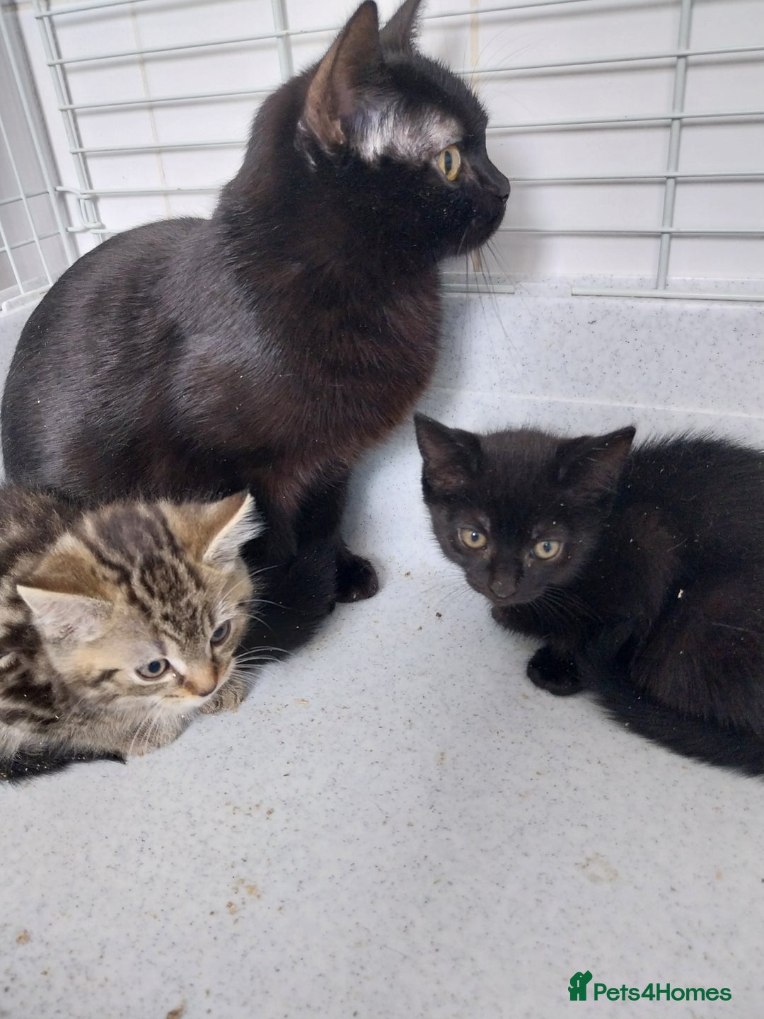 British Shorthair cats for sale: BBSH +British tabby shorthair in Manchester - Image 12