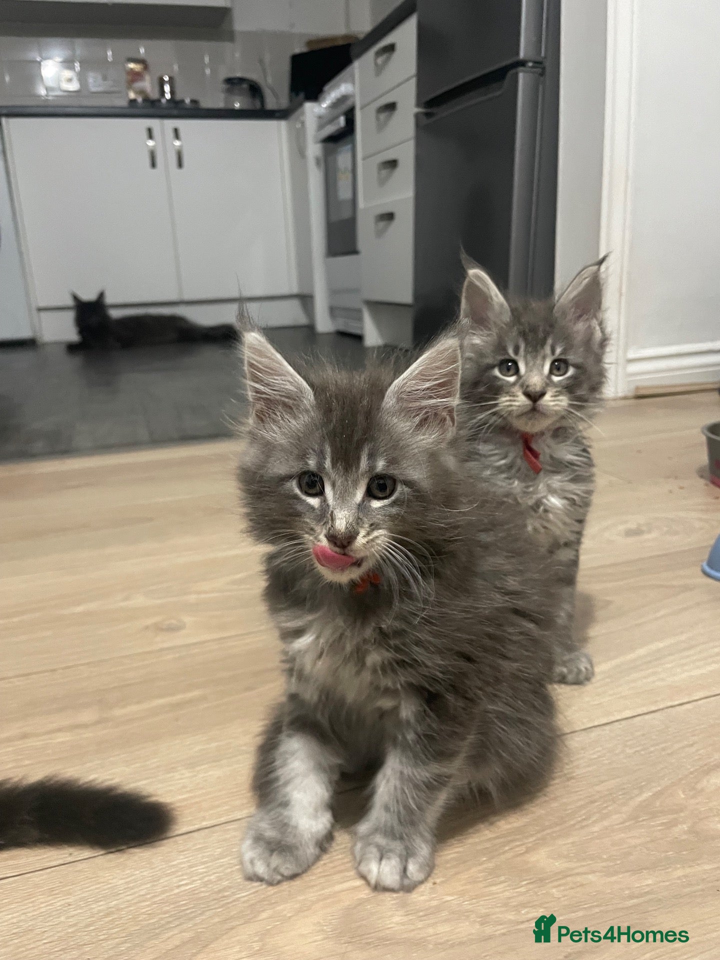 Maine Coon cats 7 GCCF registered Maine coon boys. - Advert 2