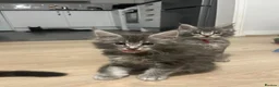 Maine Coon cats for sale: 7 GCCF registered Maine coon boys. - Advert 8