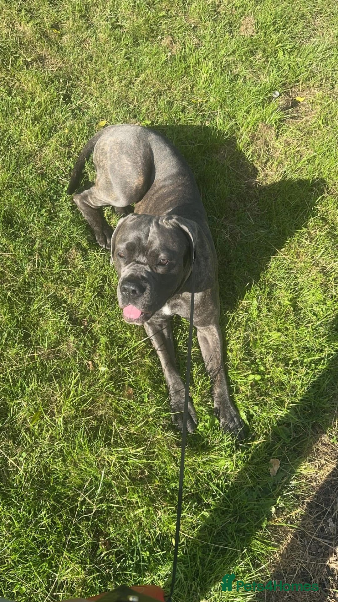 Cane Corso dogs for sale: Bella  - Advert 5