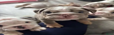 English Bulldog 3