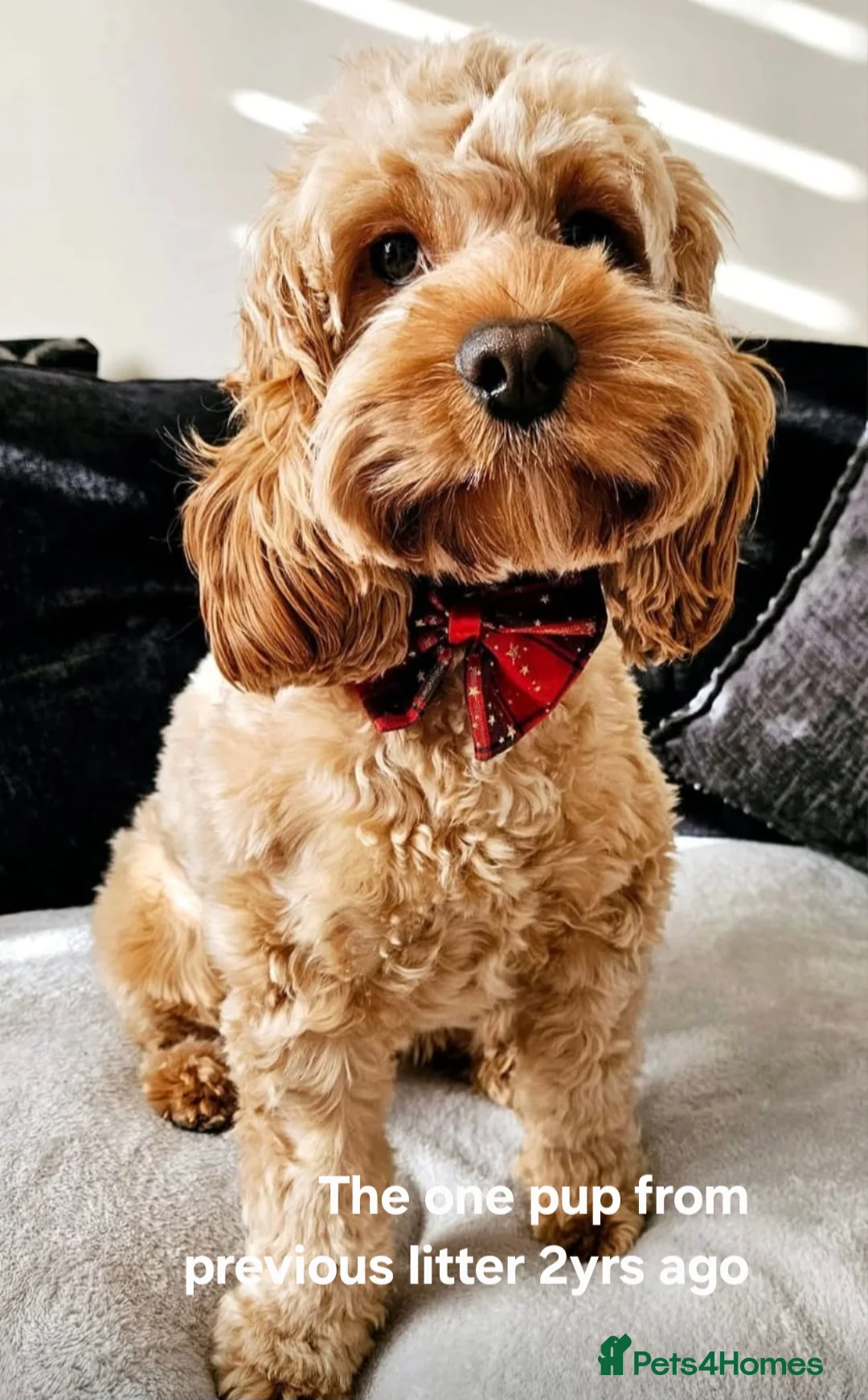 Cockapoo dogs for sale: Gorgeous show toy cockapoo puppies - Advert 11