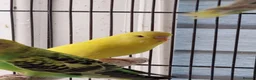 Budgerigars birds for sale: Baby budgies.  - Advert 5