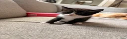 Ragdoll cats for sale: Ragdoll cross kittens  - Advert 5
