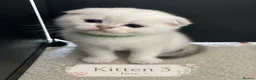 Scottish Fold cats for sale: BEAUTIFUL WHITE SCOTTISH FOLDS in Grays - Advert 5