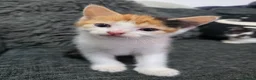 Mixed Breed cats for sale: 3 kittens  - Advert 2