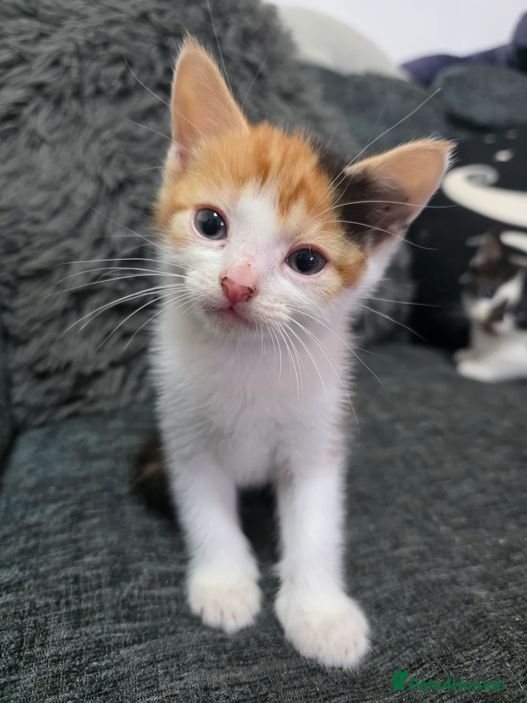Mixed Breed cats for sale: 3 kittens  - Advert 2
