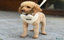 Miniature Poodle dogs for stud: ✨ Proven Toy Poodle Stud ✨ - Image 5