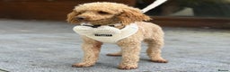 Miniature Poodle dogs for stud: ✨ Proven Toy Poodle Stud ✨ - Advert 5