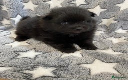 Pomeranian dogs for sale: Pomeranian puppies - Image 16