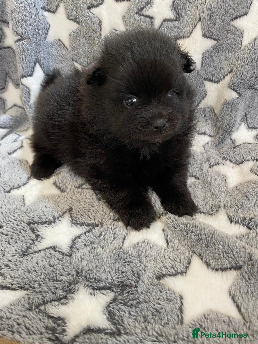 Pomeranian dogs for sale: Pomeranian puppies - Image 16