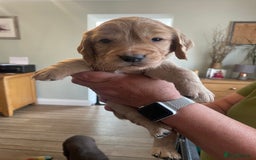 Cocker Spaniel dogs for sale: Beautiful KC Reg Working Cocker Pups - Image 3