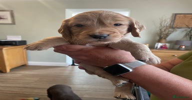 Cocker Spaniel dogs - Advert 1