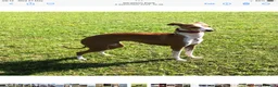 Italian Greyhound dogs for sale: Due to time wasters - Advert 3