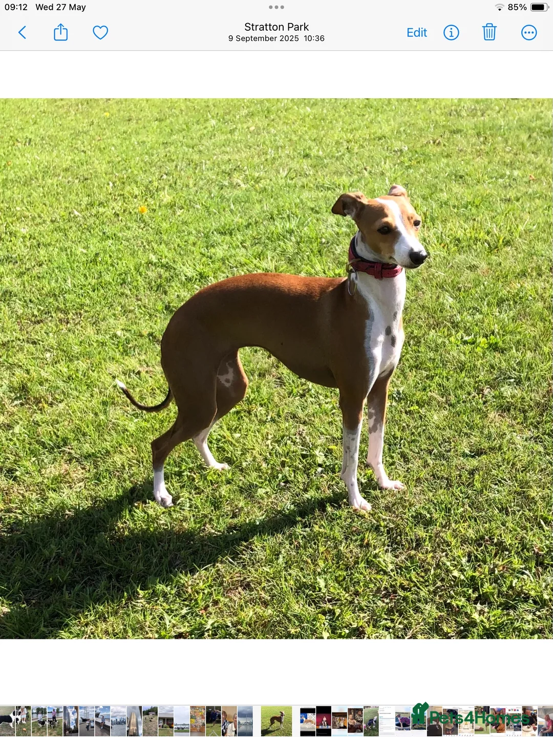 Italian Greyhound dogs for sale: Due to time wasters - Advert 3