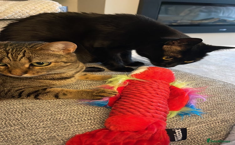 Domestic Shorthair cats - Advert 1