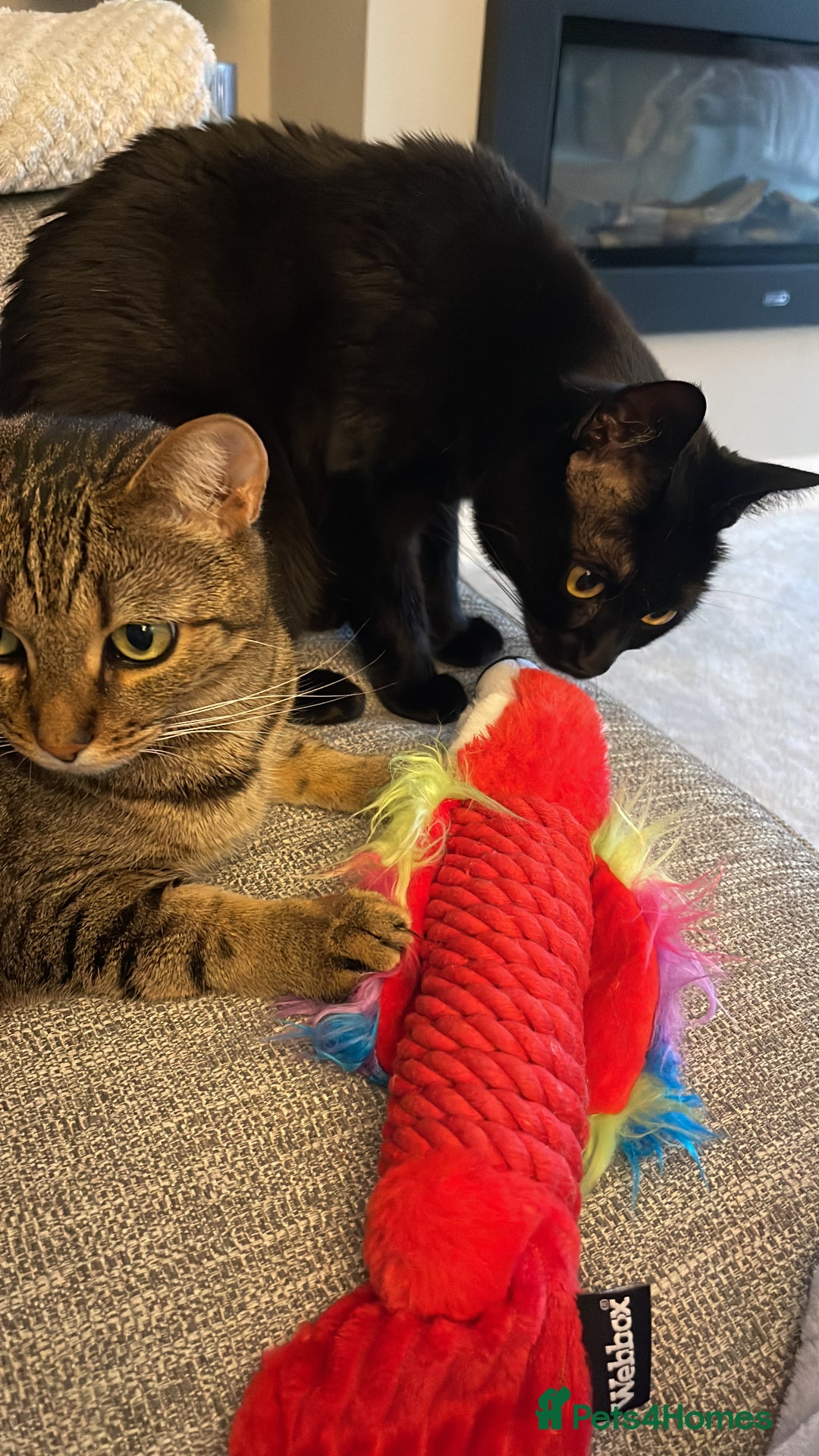 Domestic Shorthair cats for sale: Two gorgeous sisters ready for their forever home - Image 1