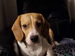 Beagle dogs Female beagle - Advert 3