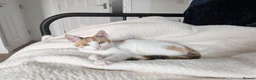 Domestic Shorthair cats for sale: 5.5 Month Old Female Kitten - Juno  in York - Advert 7