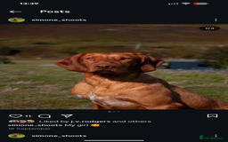 Hungarian Vizsla dogs for sale: Hungarian wirehaired vizsla puppy - Advert 1