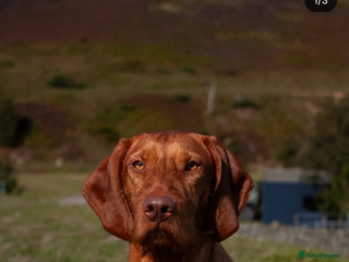 Hungarian Vizsla dogs for sale: Hungarian wirehaired vizsla puppy - Advert 1