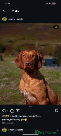 Hungarian Vizsla dogs Hungarian wirehaired vizsla puppy - Advert 1