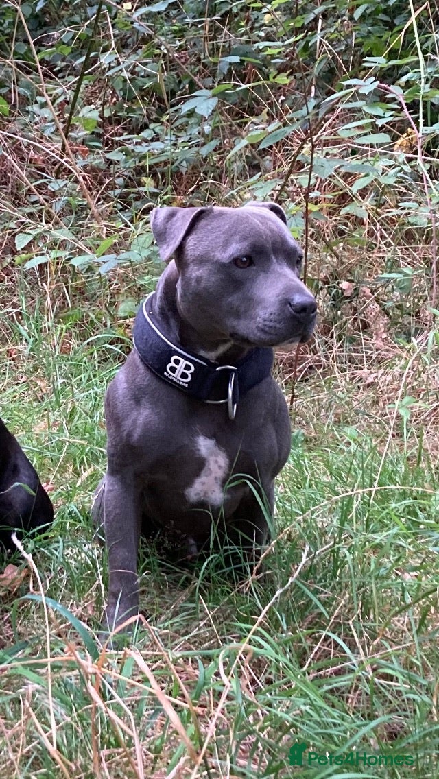 Staffordshire Bull Terrier dogs PROVEN - HSF4 and L-2-HGA Clear in Gravesend - Advert 13