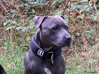 Staffordshire Bull Terrier dogs in Gravesend - Advert 12