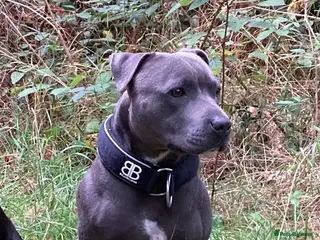 Staffordshire Bull Terrier dogs PROVEN - HSF4 and L-2-HGA Clear in Gravesend - Advert 13