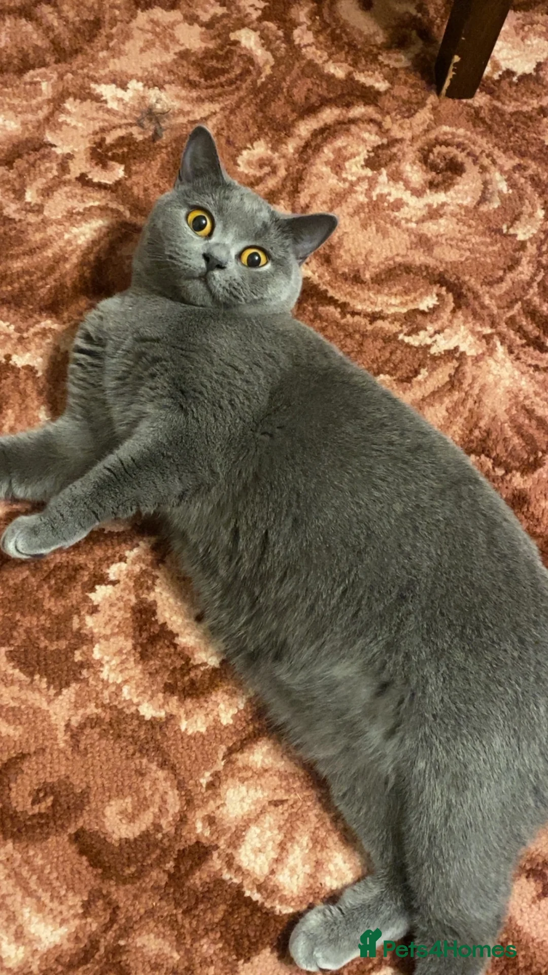 British Shorthair cats for sale: British short hair mixed kitten in Cambridge - Advert 1