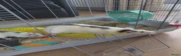 Rat rodents for sale: 2 male rats in Thetford - Advert 1