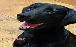 Mixed Breed dogs for sale: Labrador X Belgian Shepherd  - Image 1
