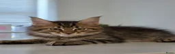 Maine Coon cats for sale: Beautiful Maine Coon Kittens for Sale - Advert 3