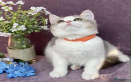 British Shorthair cats for sale: Lovely BSH kittens - ready for their forever homes - Image 13