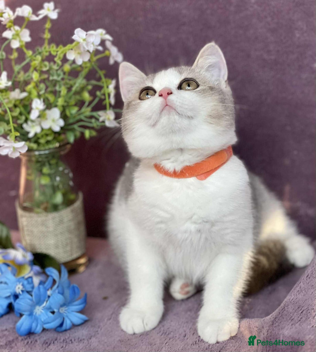 British Shorthair cats for sale: Lovely BSH kittens - ready for their forever homes - Image 13