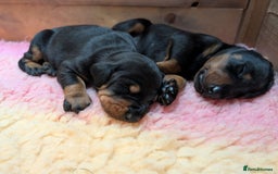 Dobermann dogs for sale: Dobermann Puppies - Image 10