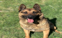 Mixed Breed dogs for sale: German shepherd x Belgian shepherd puppies - Image 9