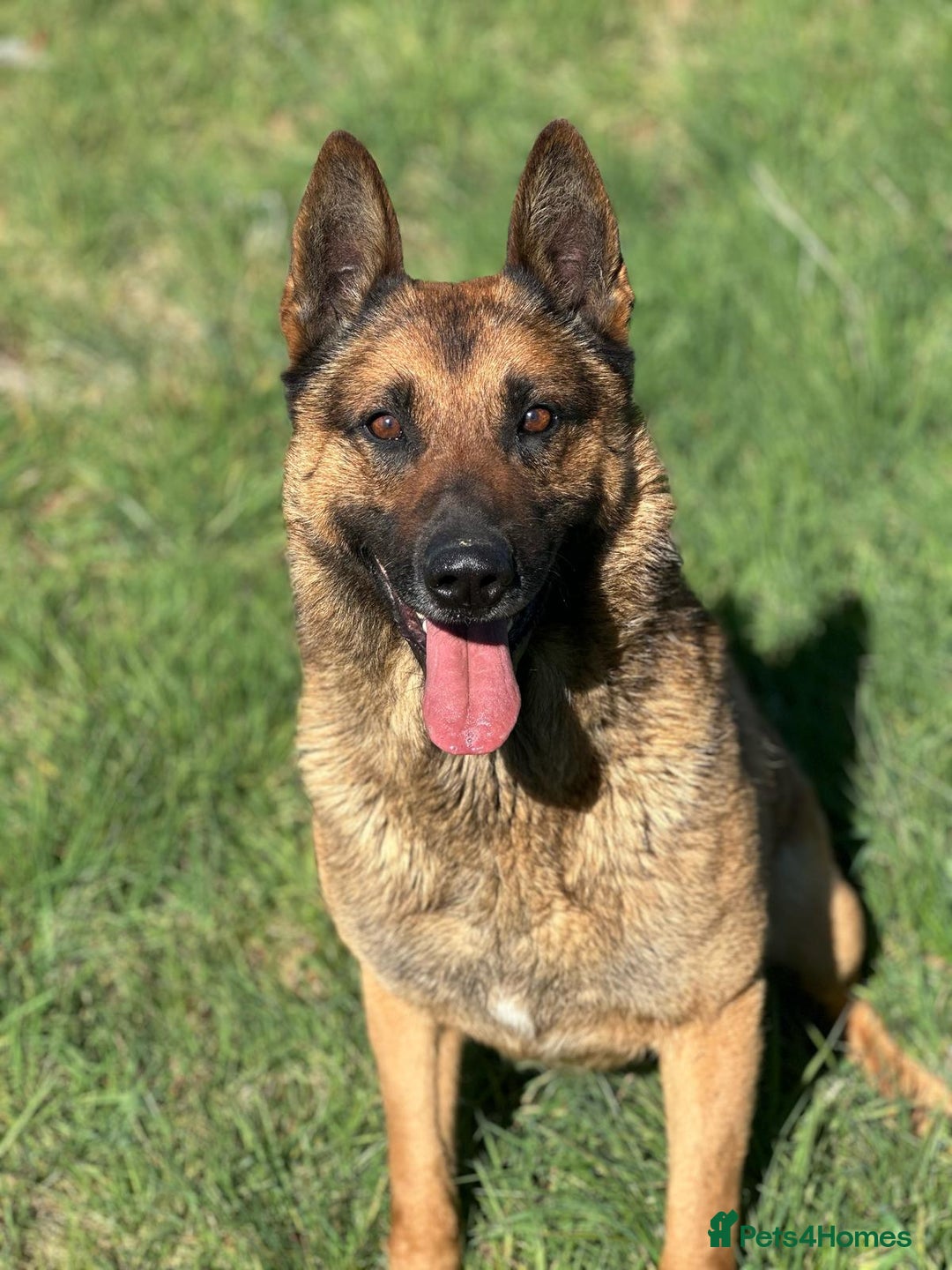 Mixed Breed dogs for sale: German shepherd x Belgian shepherd puppies - Image 9