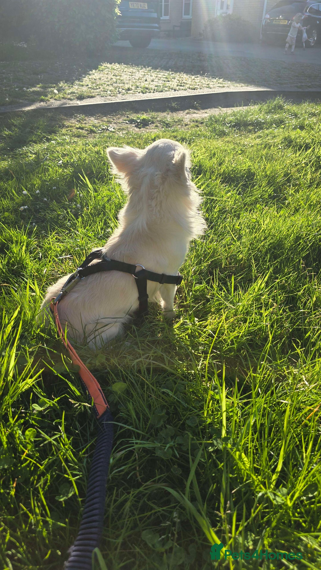 Chihuahua dogs for sale: 3 Handsome (KC) Chihuahua boys left (New photos) - Image 38