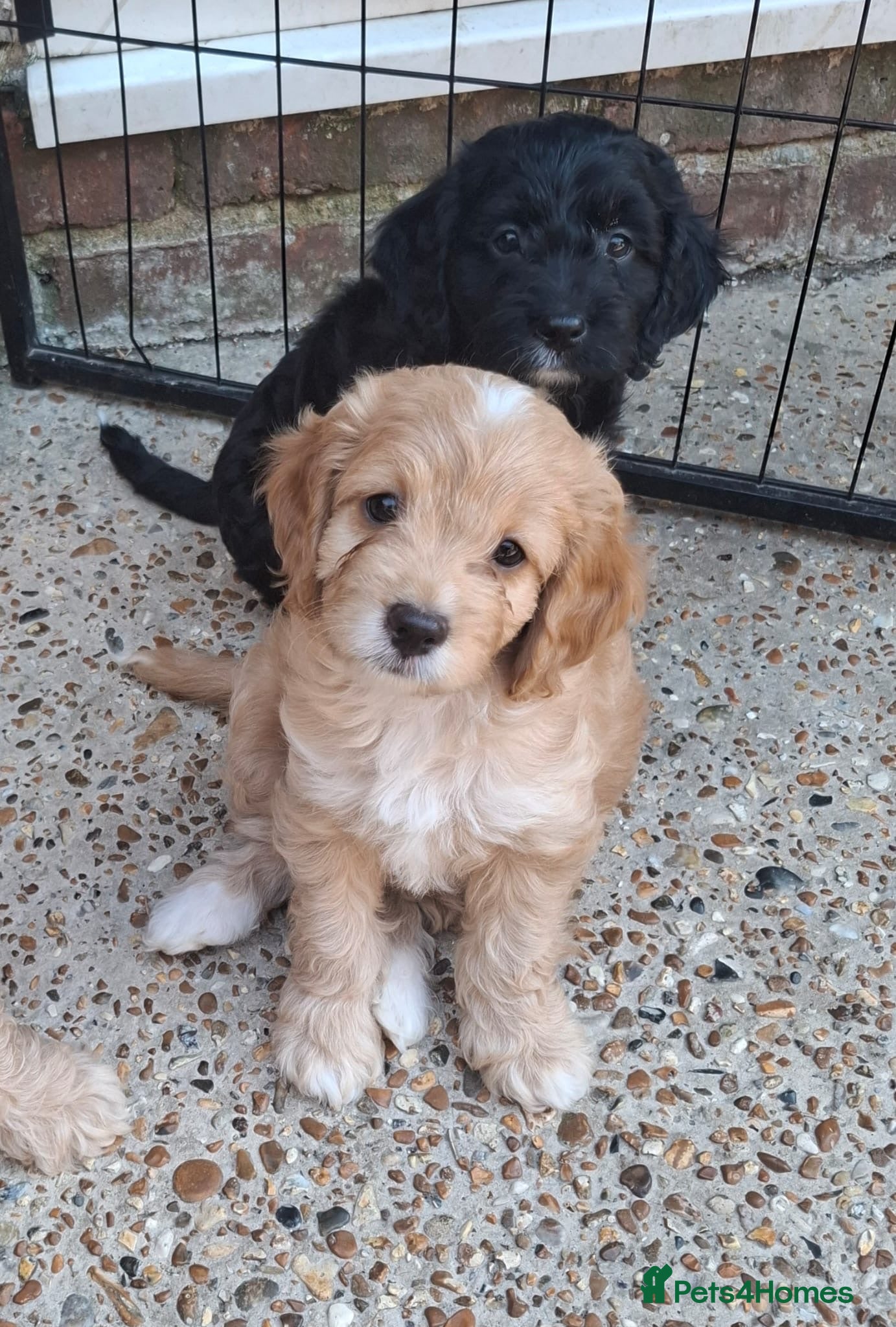 Cockapoo dogs Gorgeous F1 Cockapoo Pups  - Advert 1