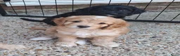 Cockapoo dogs for sale: Gorgeous F1 Cockapoo Pups  in Bexhill-on-Sea - Advert 7