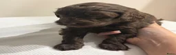 Cockapoo dogs for sale: Chocolate Brown Cockapoo Puppies - Advert 4