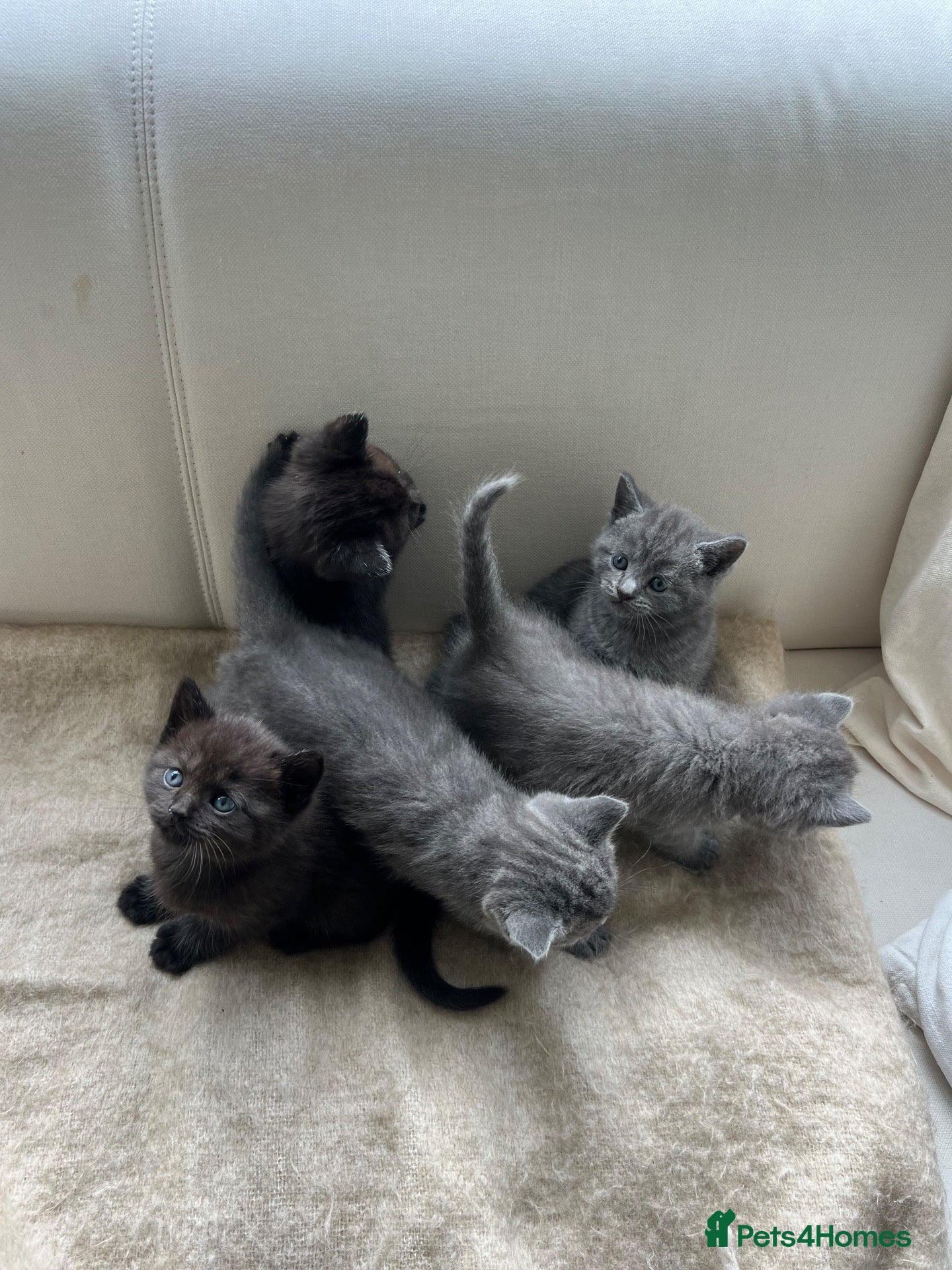 British Shorthair cats Our British Shorthair has had 5 Beautiful Kittens - Advert 3