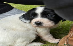 English Springer Spaniel dogs for sale: Springer spaniel puppies for sale  - Image 2