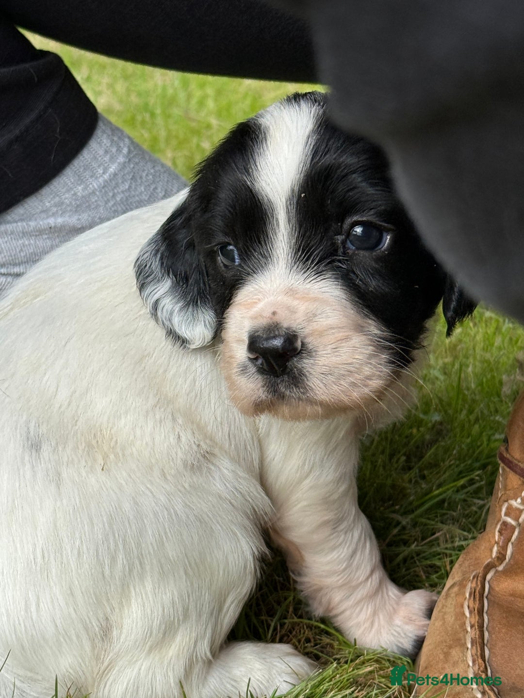 English Springer Spaniel dogs for sale: Springer spaniel puppies for sale  - Image 2