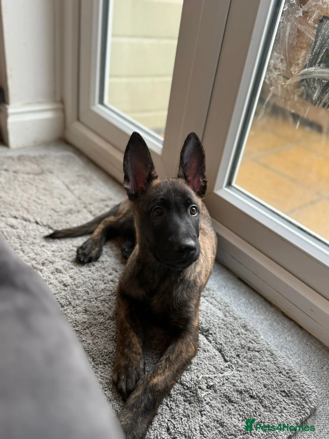 Belgian Shepherd Dog dogs for sale: Kruger 4 month old Dutch Herder  - Advert 3