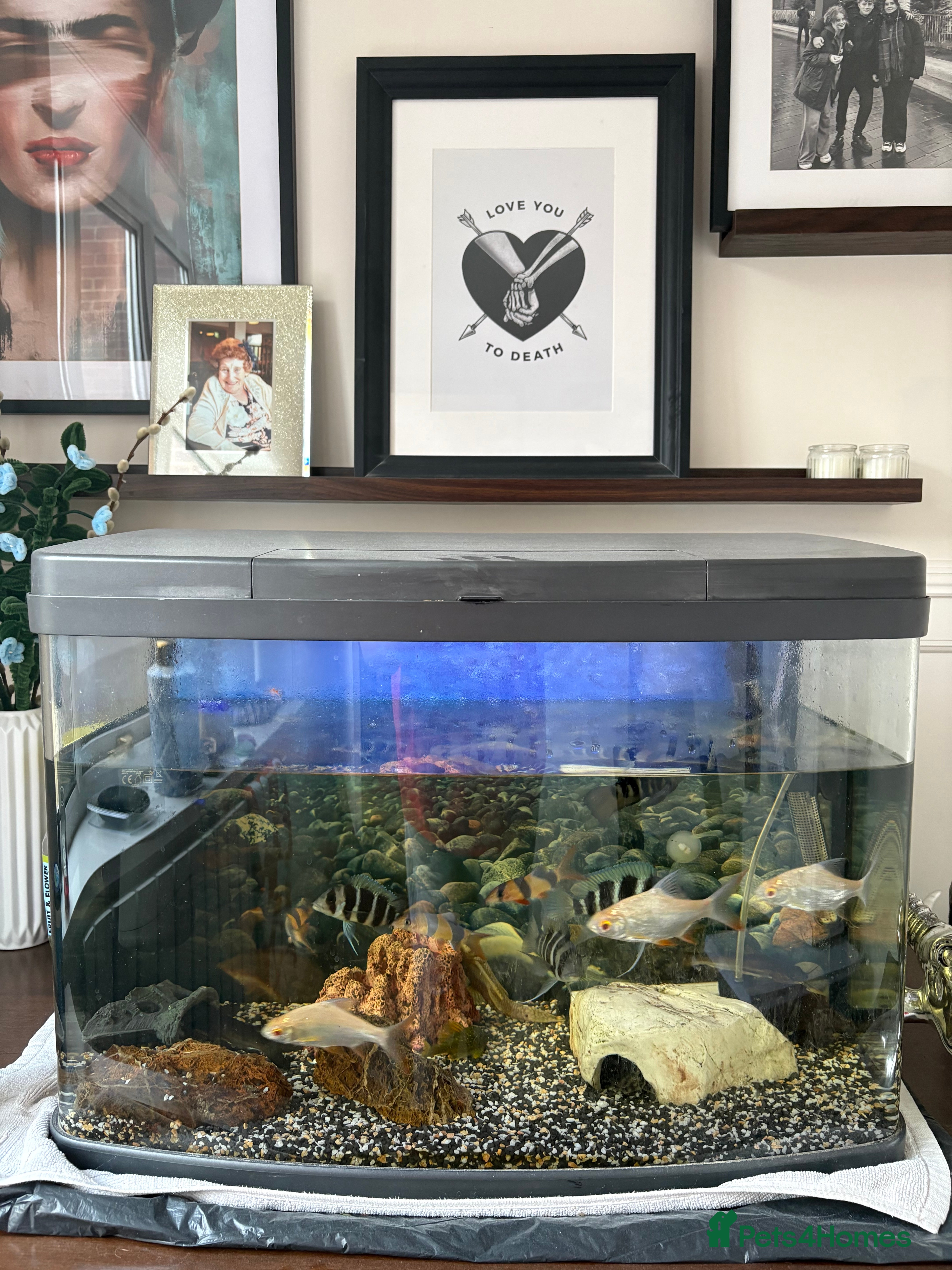 Cichlids fish Mix of Tropical Fish with Tank  - Advert 1