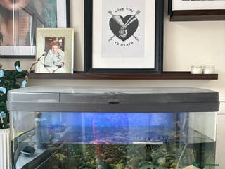 Cichlids fish Mix of Tropical Fish with Tank - Advert 1