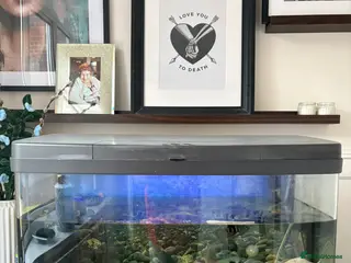 Cichlids fish Mix of Tropical Fish with Tank - Advert 5