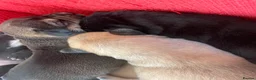 Mixed Breed dogs for sale: 4 Beautiful Akita X Staff pups 3 Male 1 Female in Grimsby - Advert 13